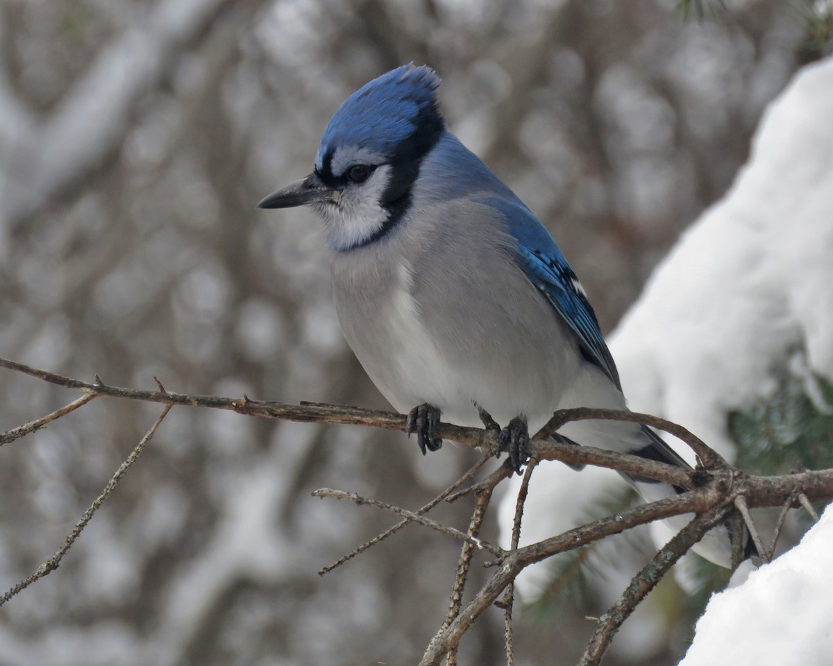 Blue Jay - ML646204899