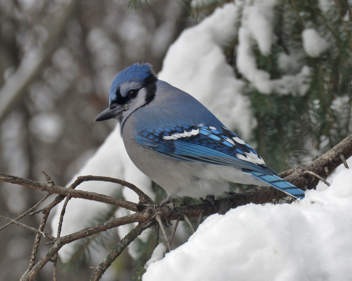 Blue Jay - ML646204900