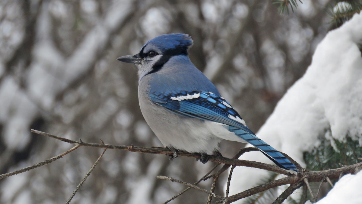 Blue Jay - ML646204901