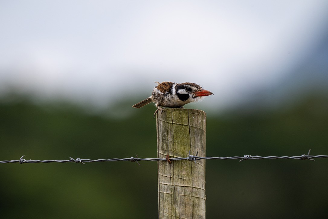 White-eared Puffbird - ML646204902