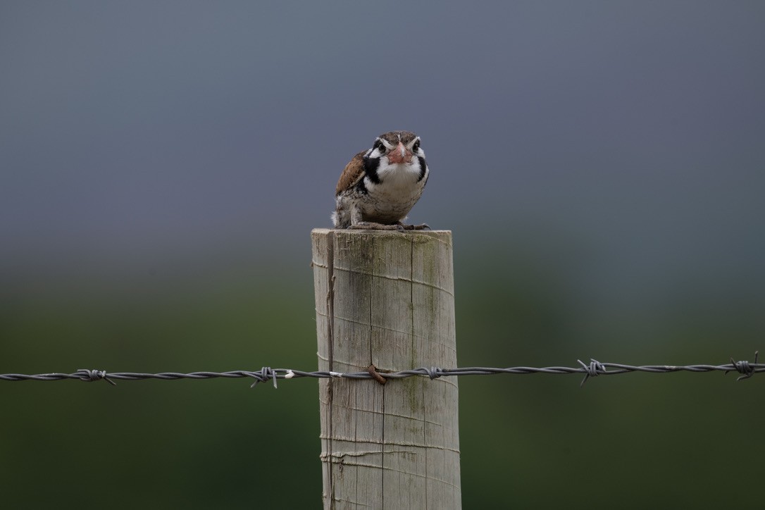 White-eared Puffbird - ML646204903