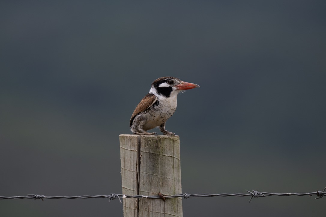 White-eared Puffbird - ML646204904