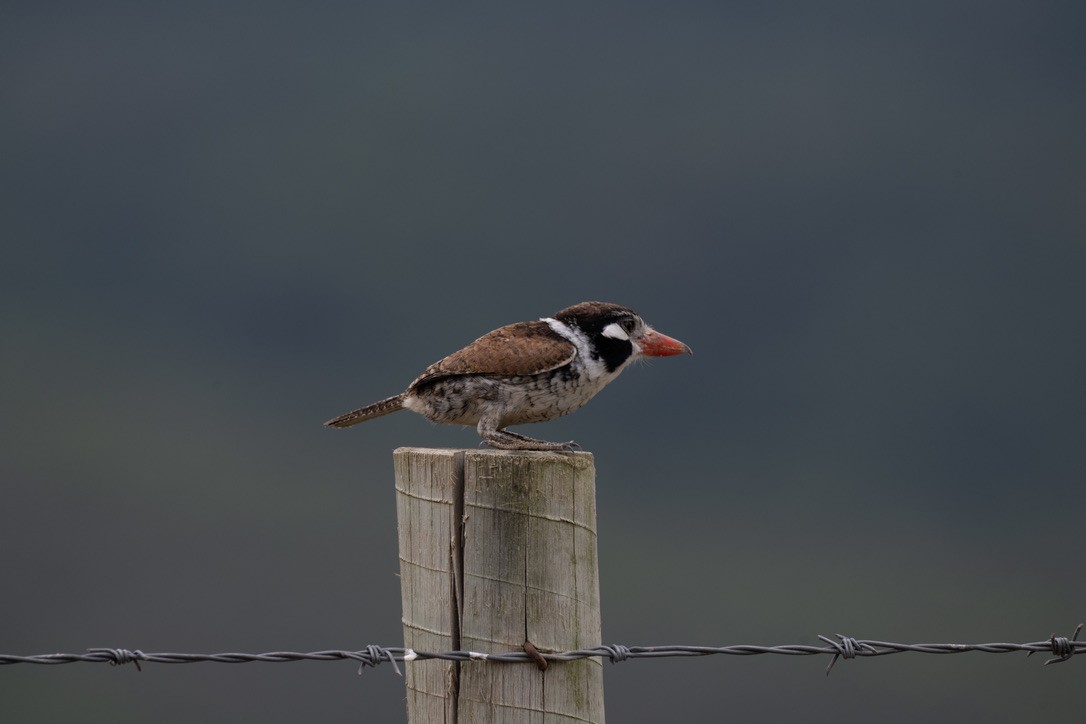 White-eared Puffbird - ML646204905