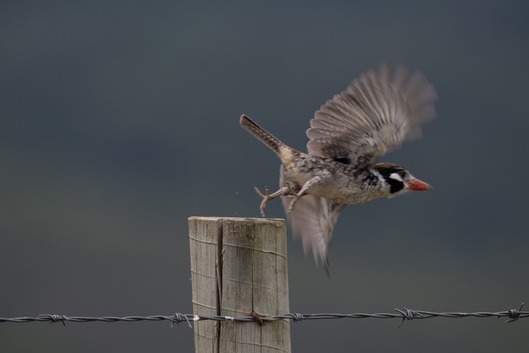 White-eared Puffbird - ML646204906