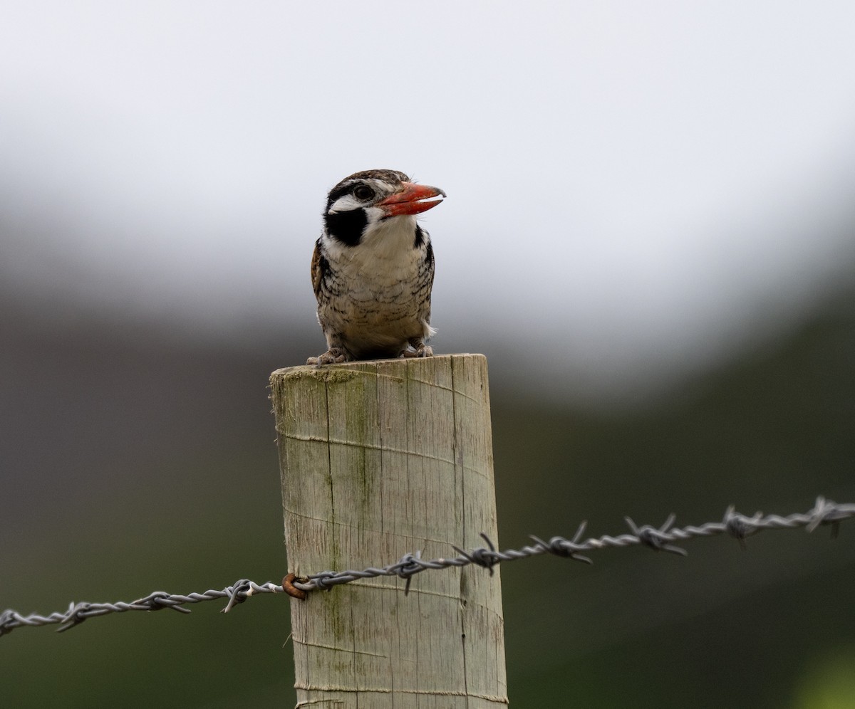 White-eared Puffbird - ML646204907