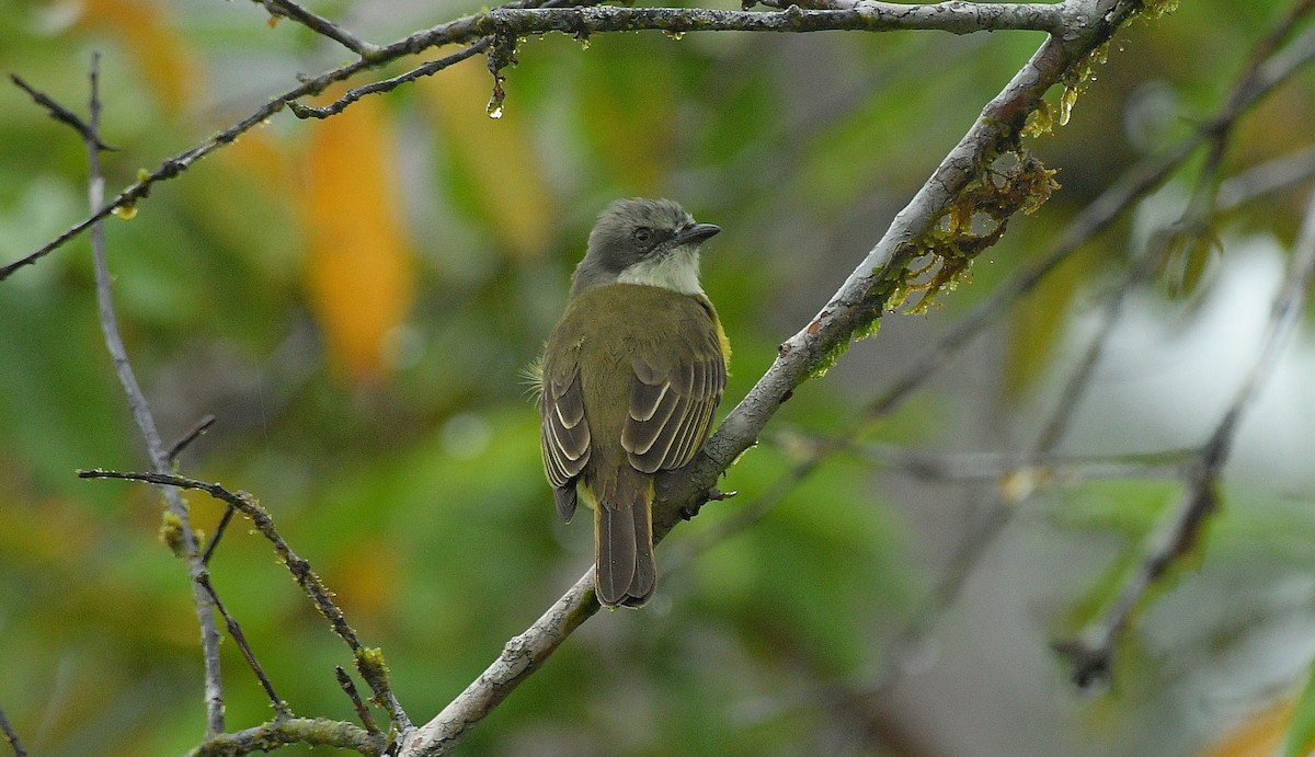 Gray-capped Flycatcher - ML646204909