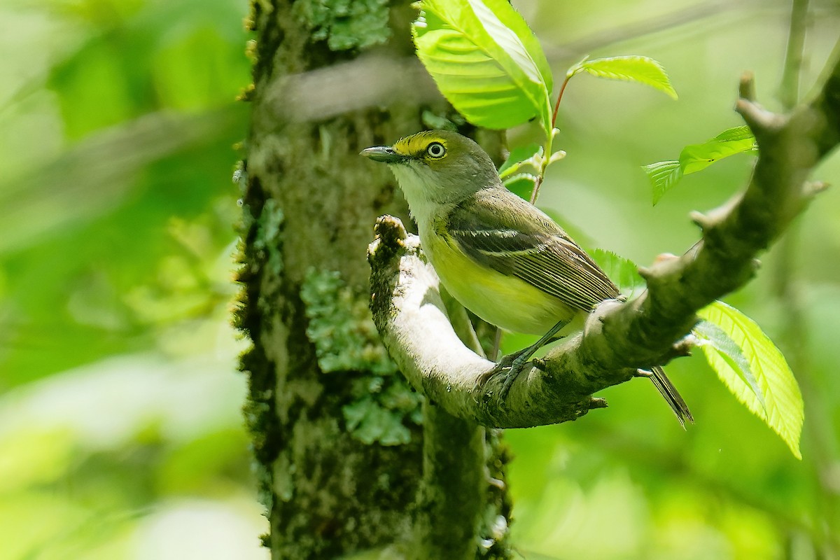 White-eyed Vireo - ML646204910