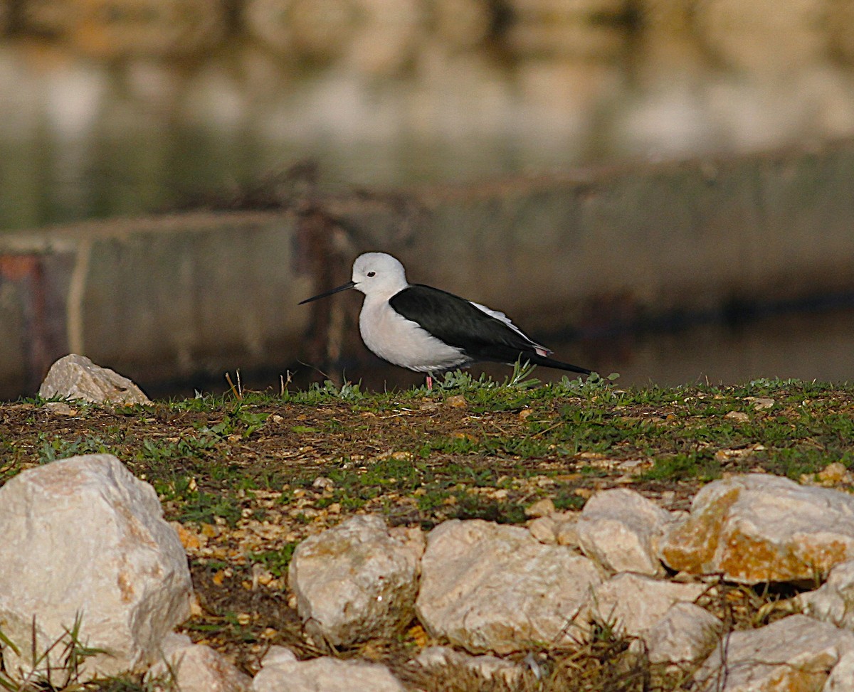 Black-winged Stilt - ML646204913