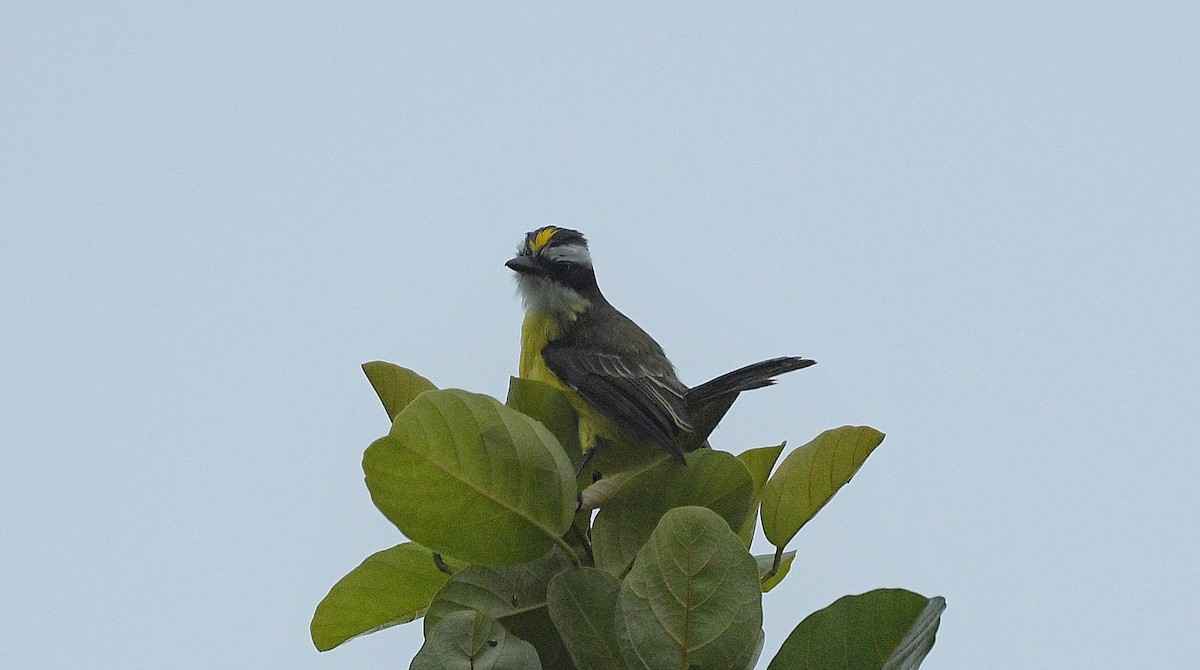 White-ringed Flycatcher - ML646204915
