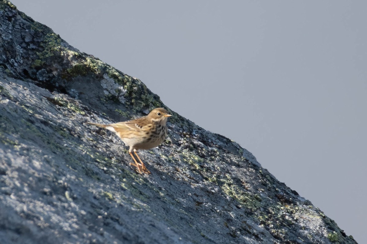 草地鷚 - ML646204920