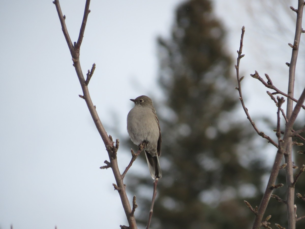 Townsend Soliteri - ML646204921