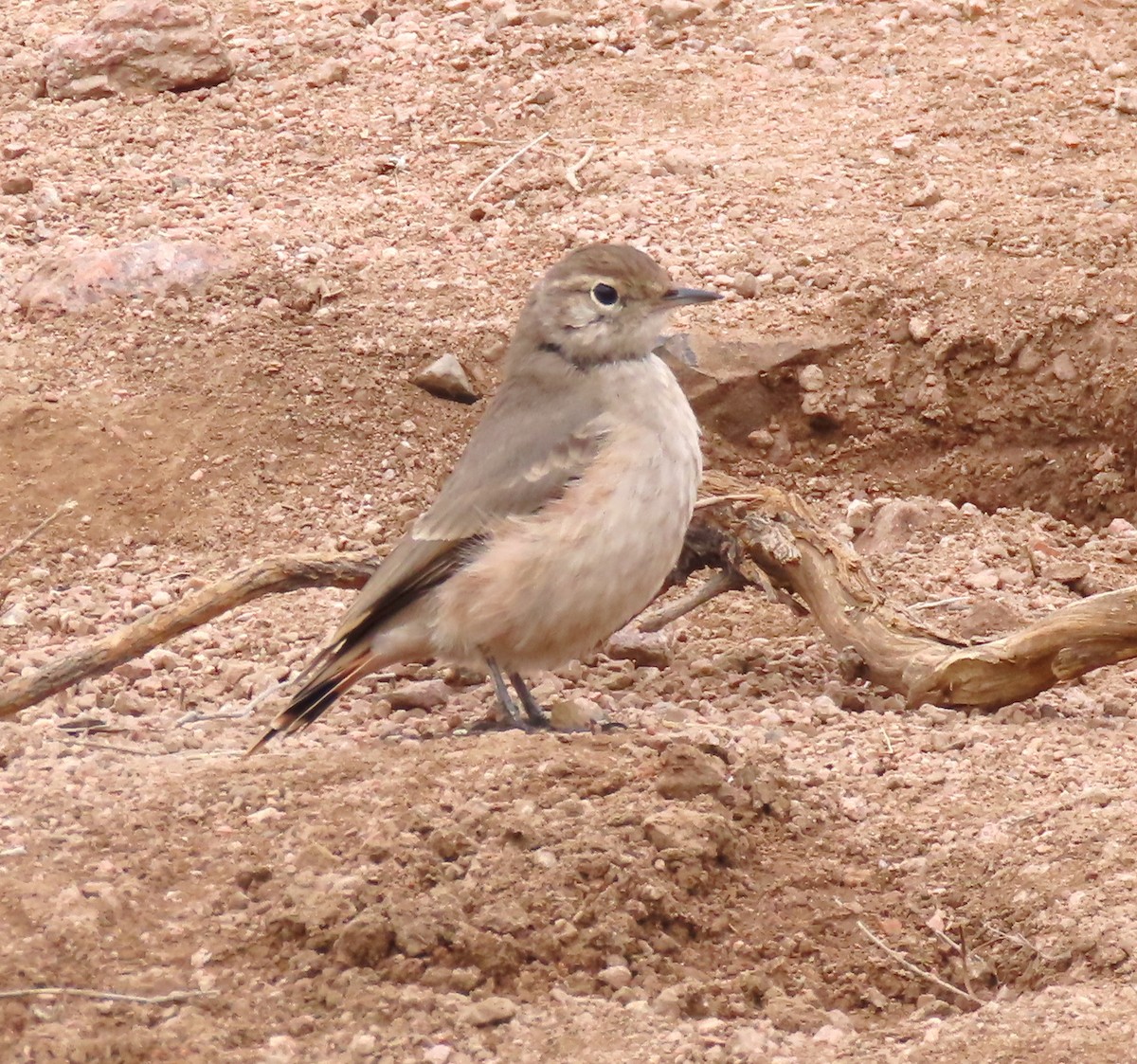 アカバネジカマドドリ - ML646204922