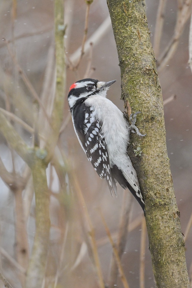 セジロコゲラ - ML646204924