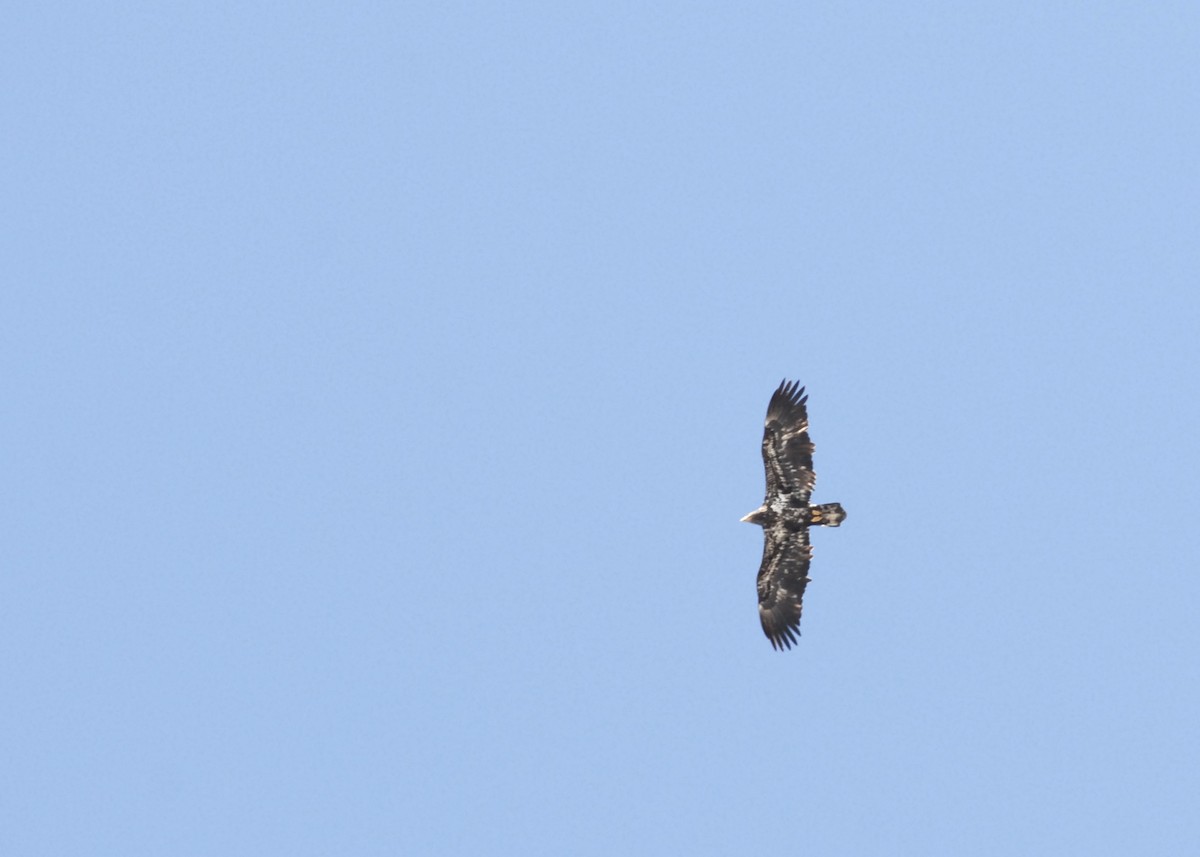 ハクトウワシ - ML646204925