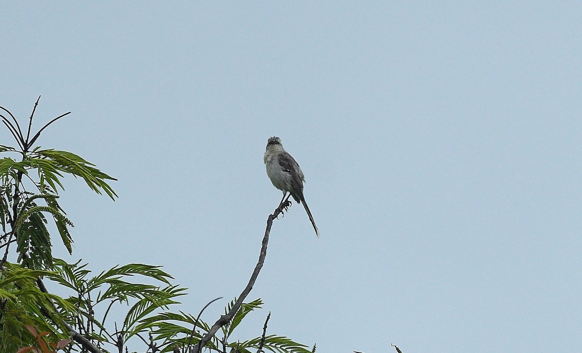 フナシマネシツグミ - ML646204926