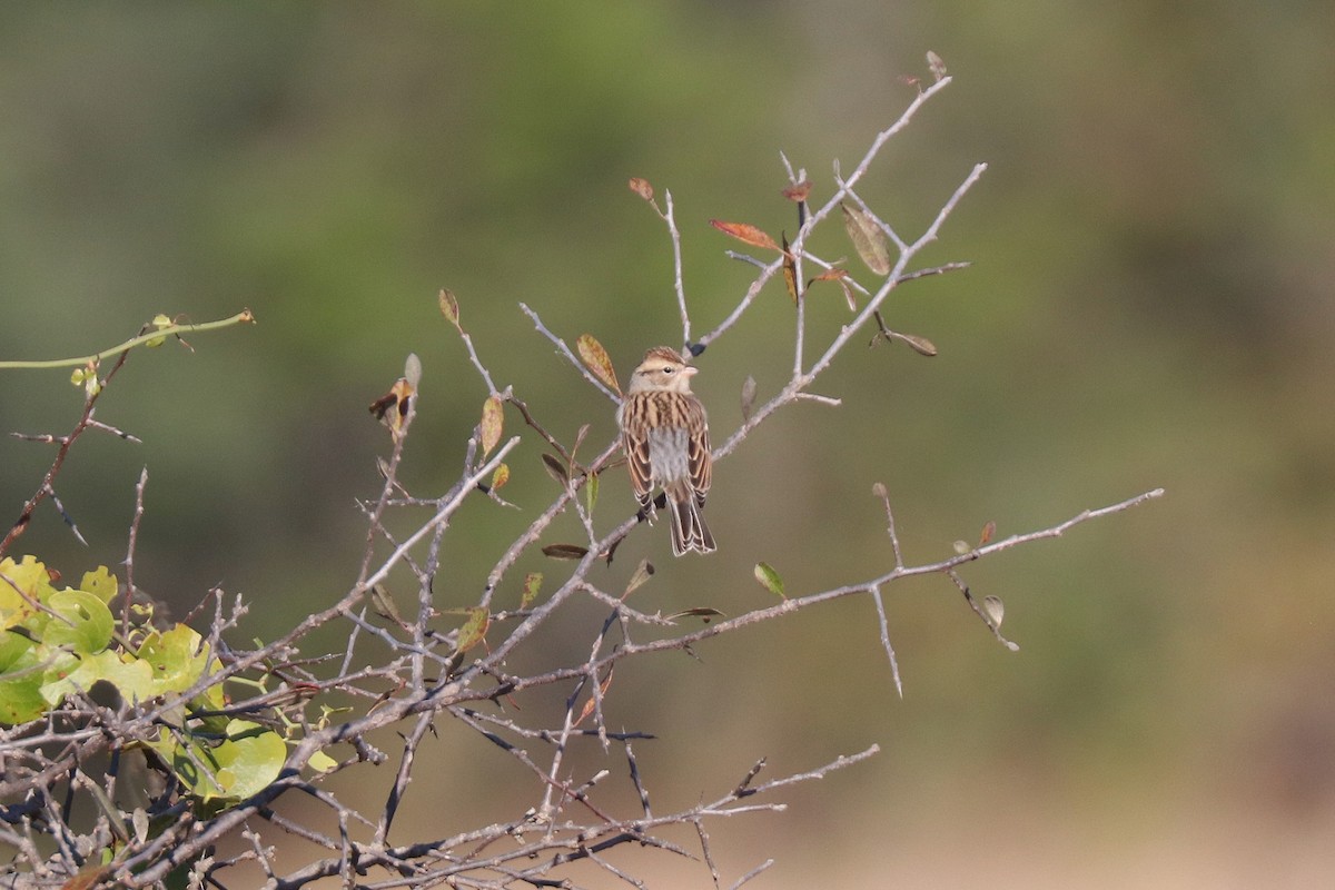 チャガシラヒメドリ - ML646204927