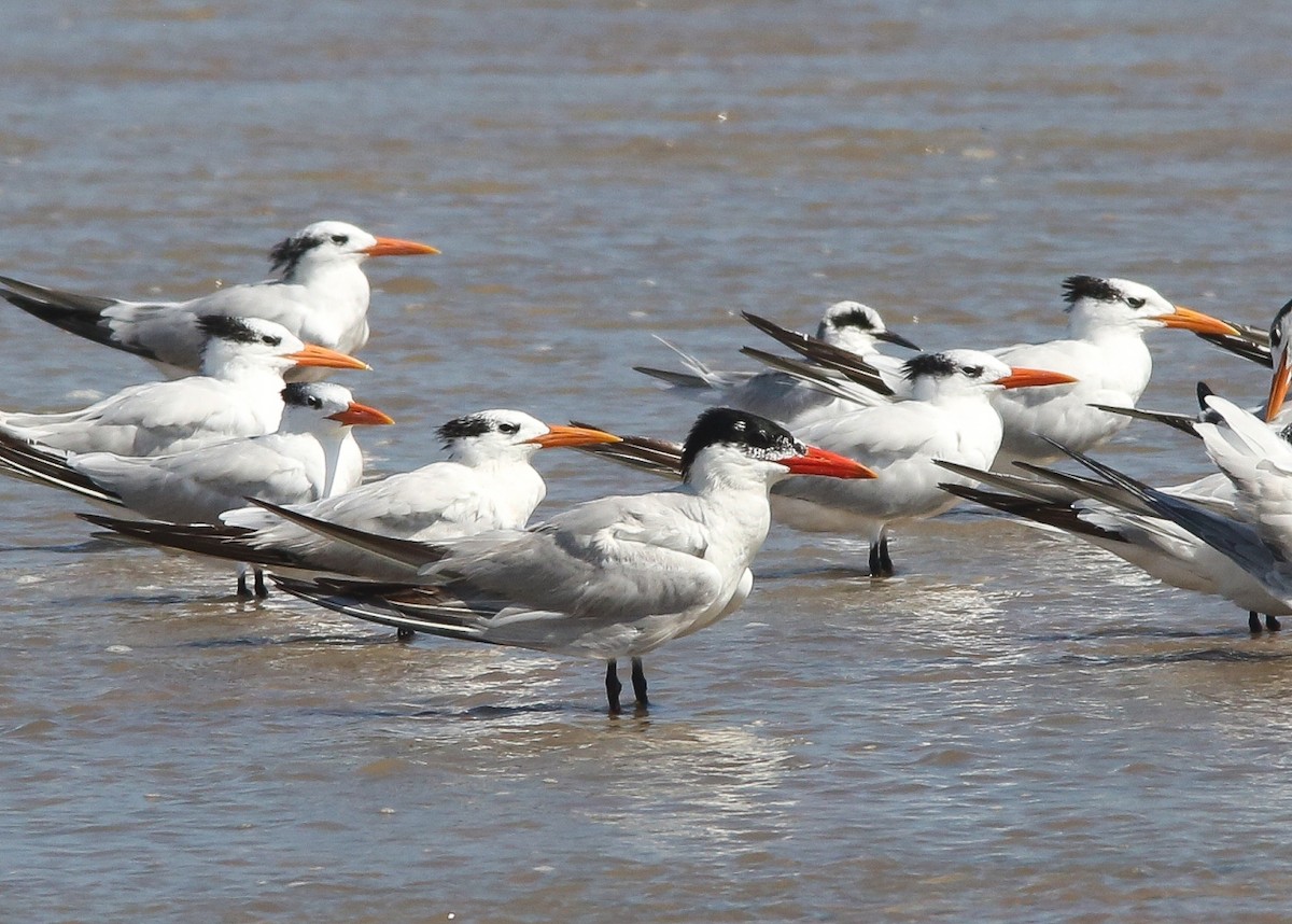 オニアジサシ - ML646204928