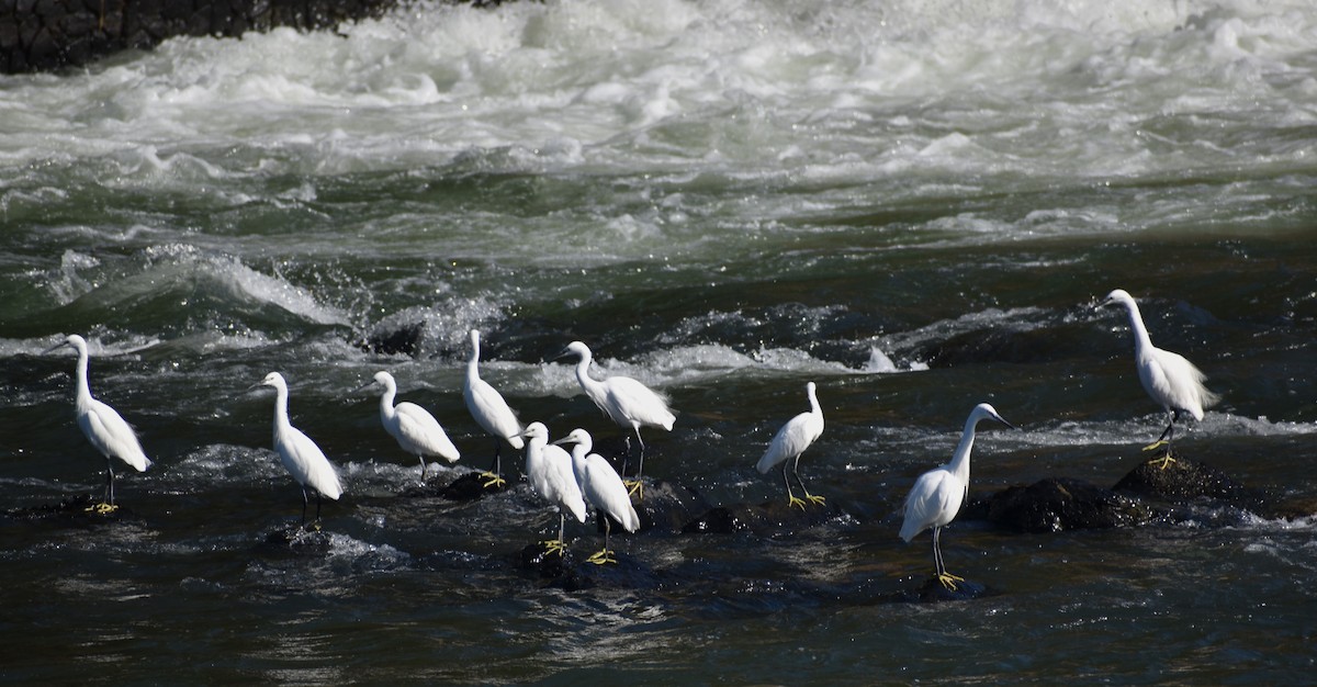 コサギ（garzetta） - ML646204929