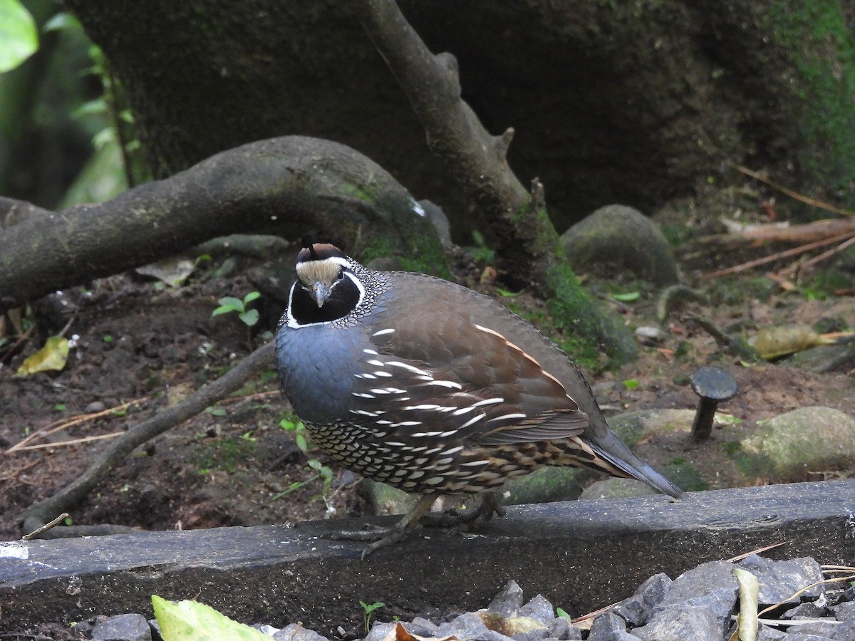 カンムリウズラ - ML646204935