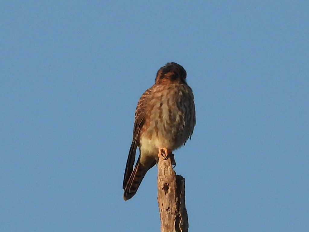 アメリカチョウゲンボウ - ML646204936