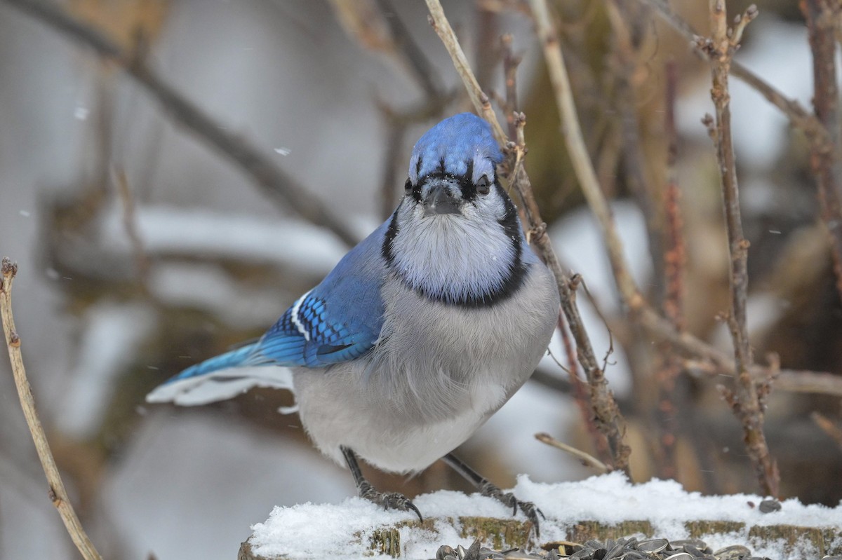 アオカケス - ML646204937