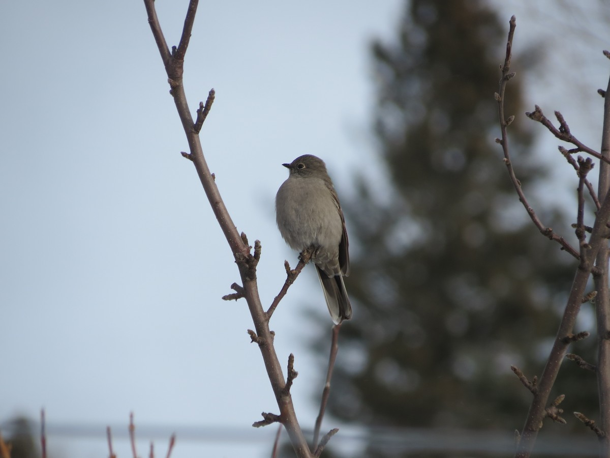 Townsend Soliteri - ML646204940