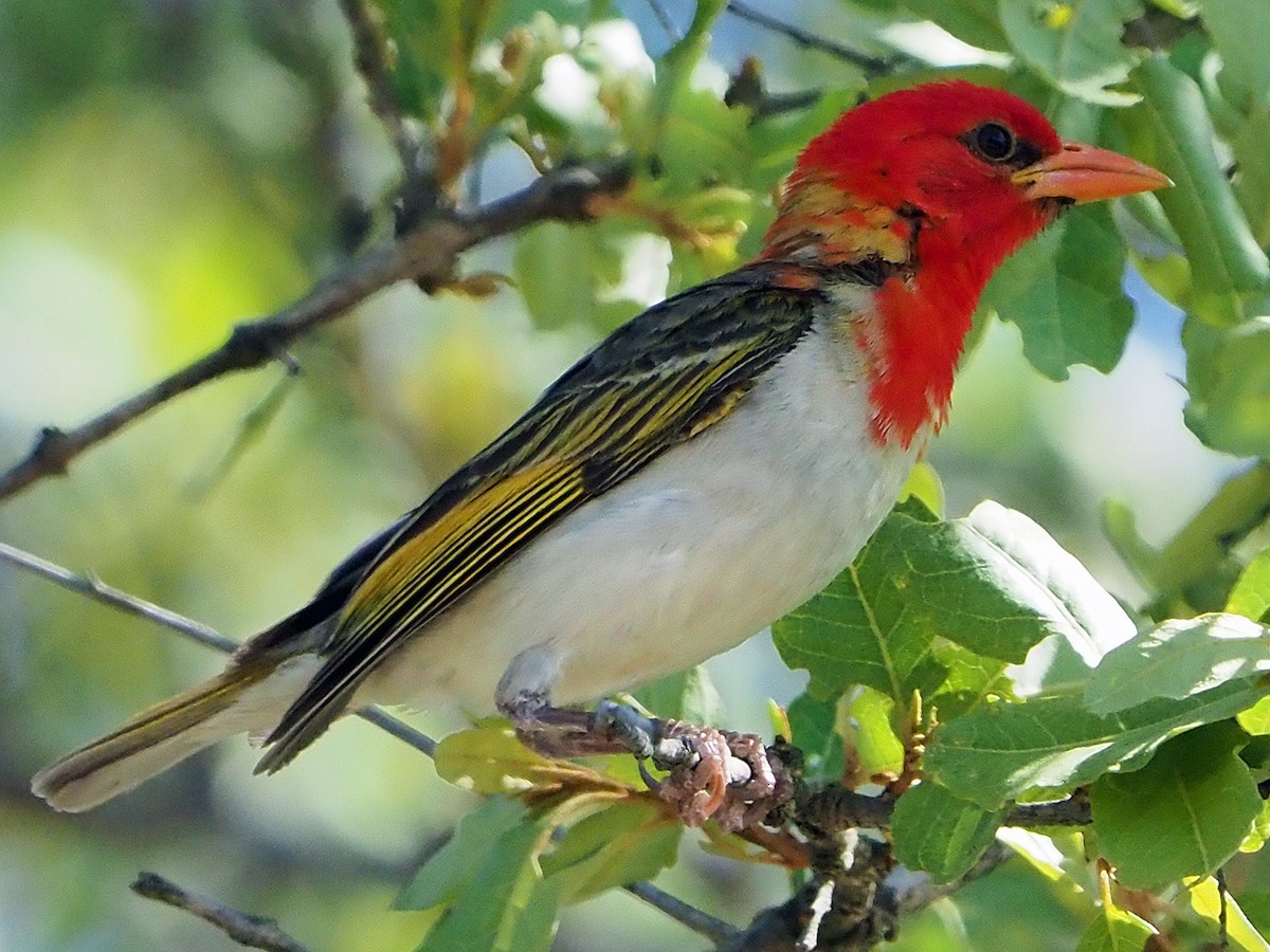 アカガシラモリハタオリ - ML646204941