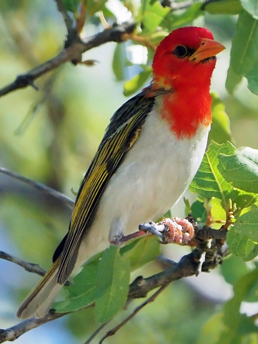 アカガシラモリハタオリ - ML646204942