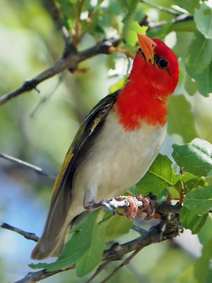 アカガシラモリハタオリ - ML646204943