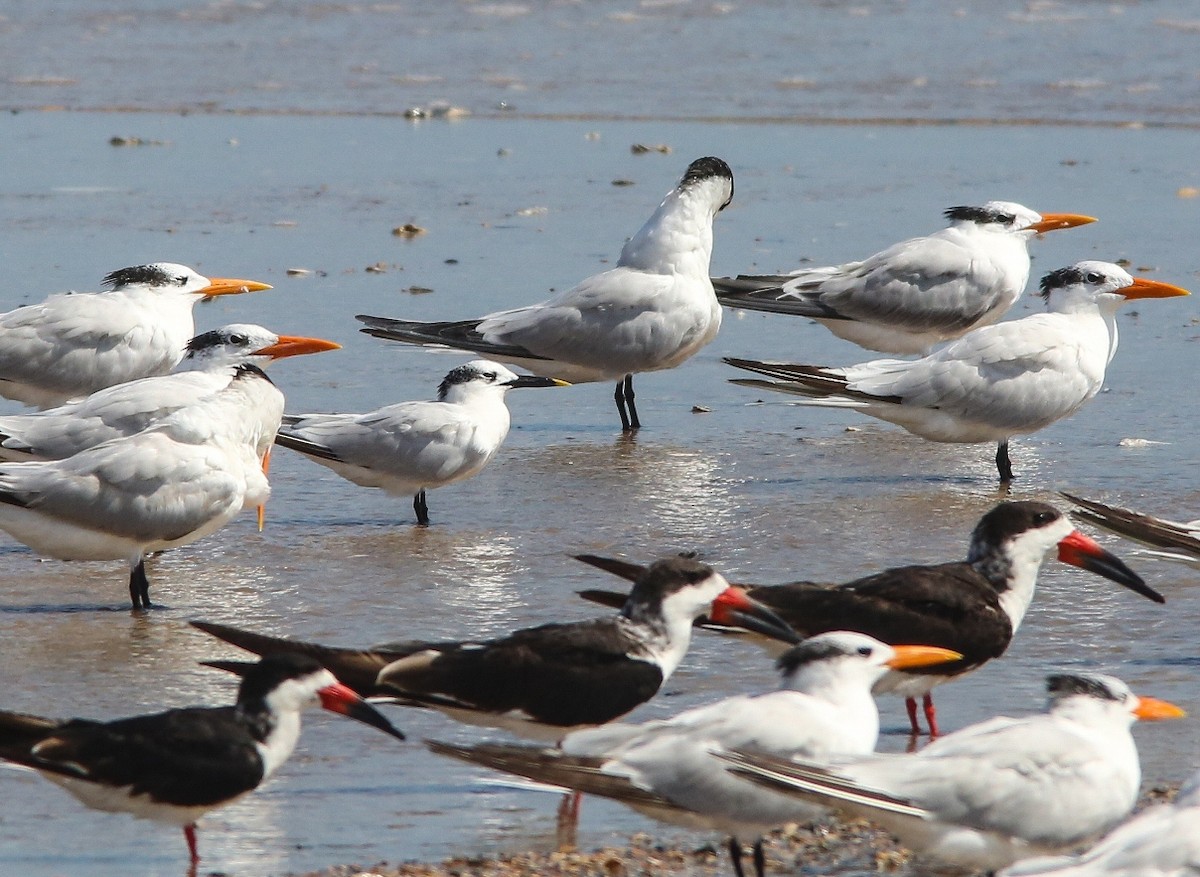 サンドイッチアジサシ - ML646204944