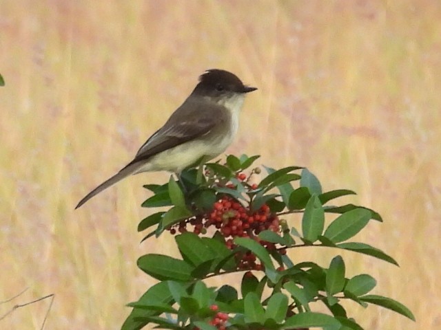 ツキヒメハエトリ - ML646204949