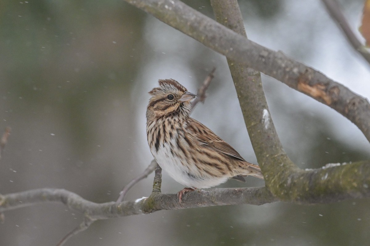 ウタスズメ - ML646204950