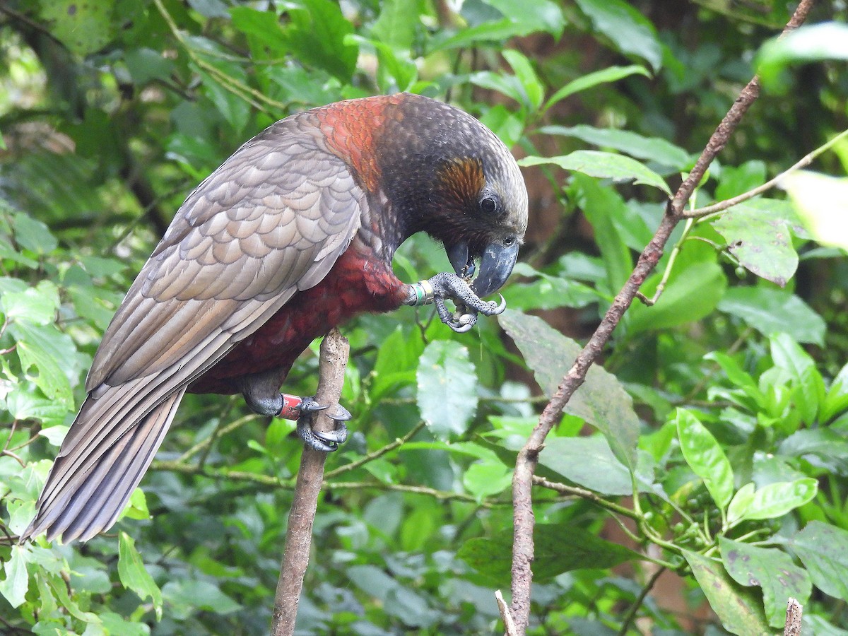 カカ - ML646204951