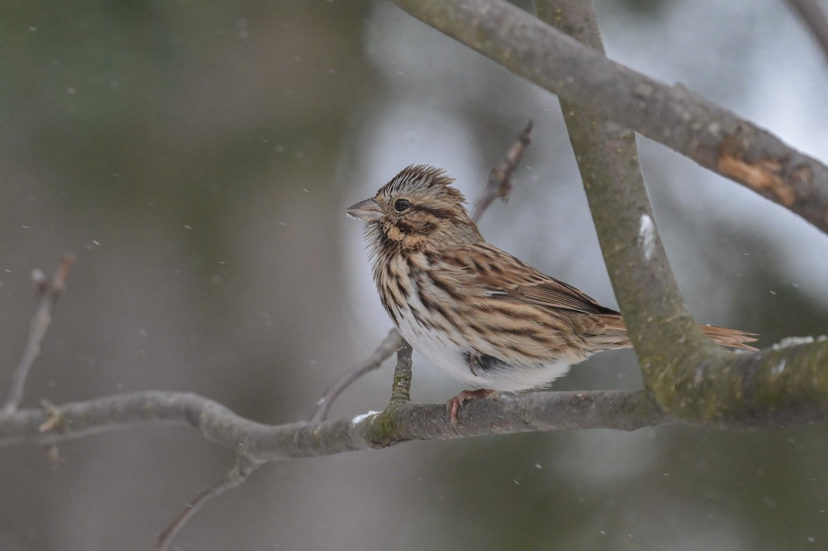 ウタスズメ - ML646204952