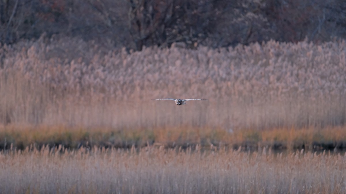 コミミズク - ML646204953