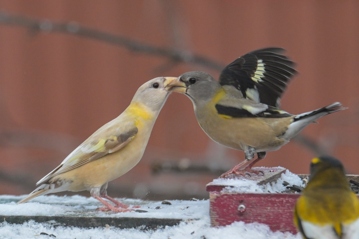 キビタイシメ - ML646204954