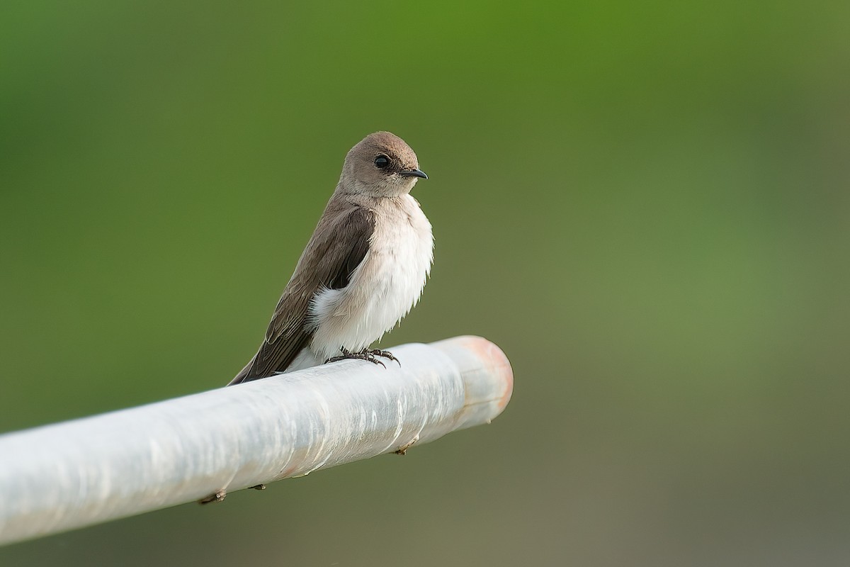 キタオビナシショウドウツバメ - ML646204955