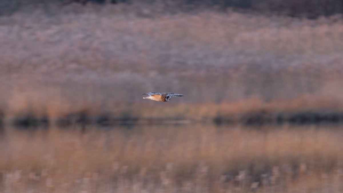 Short-eared Owl - ML646204956