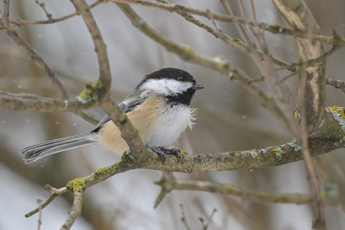 アメリカコガラ - ML646204957