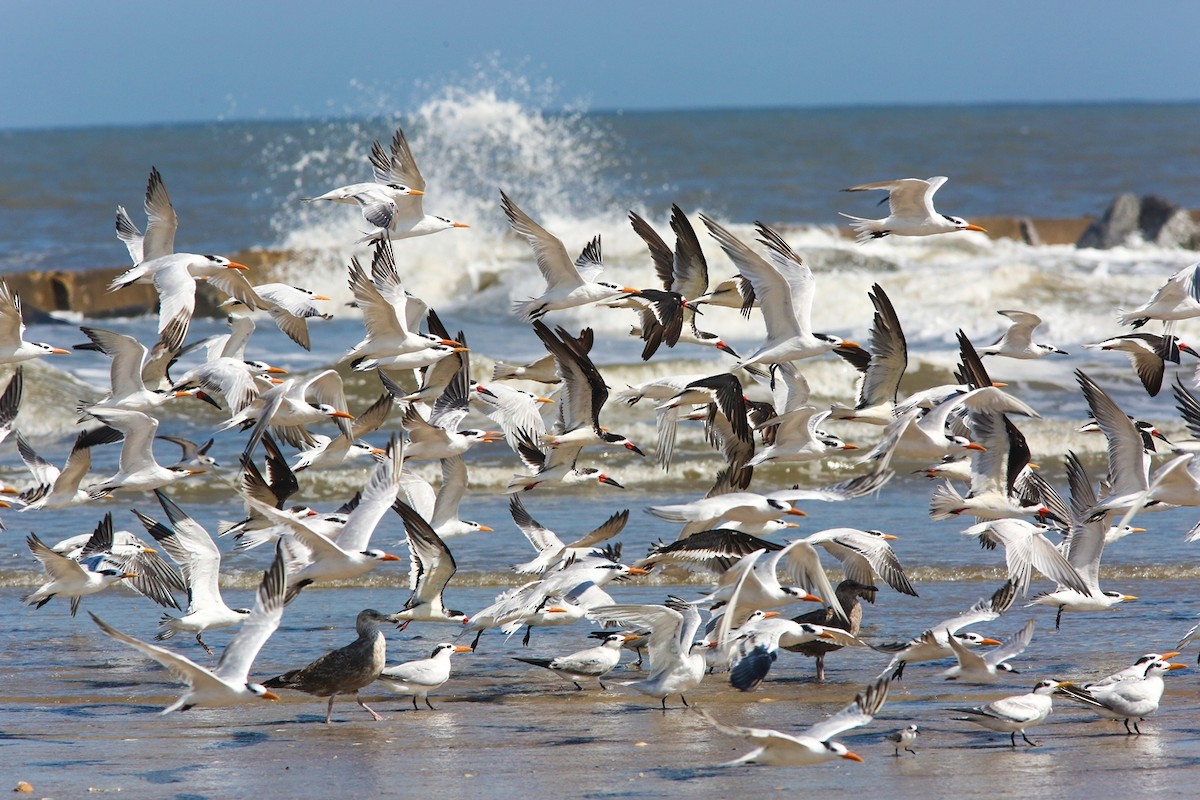 クロハサミアジサシ - ML646204959