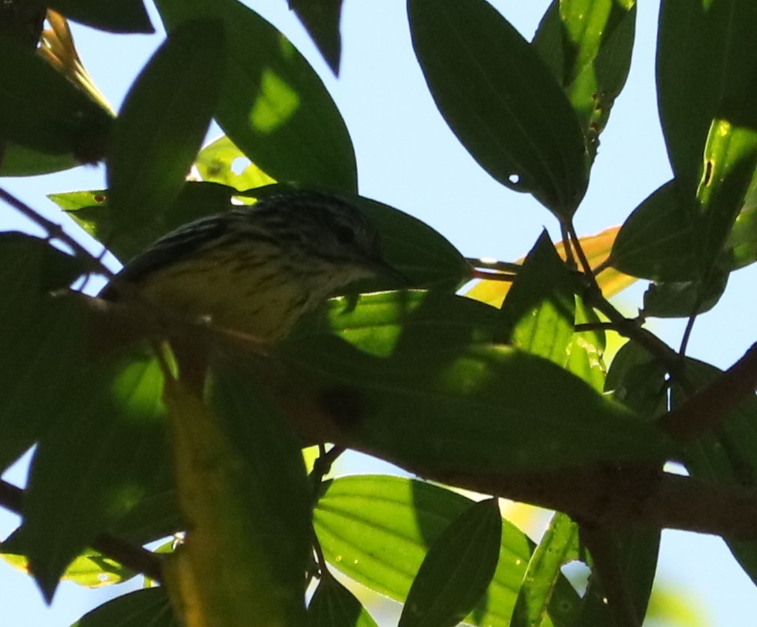 セアカアリサザイ - ML646204963