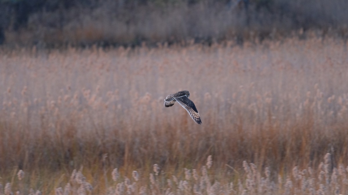 Short-eared Owl - ML646204964