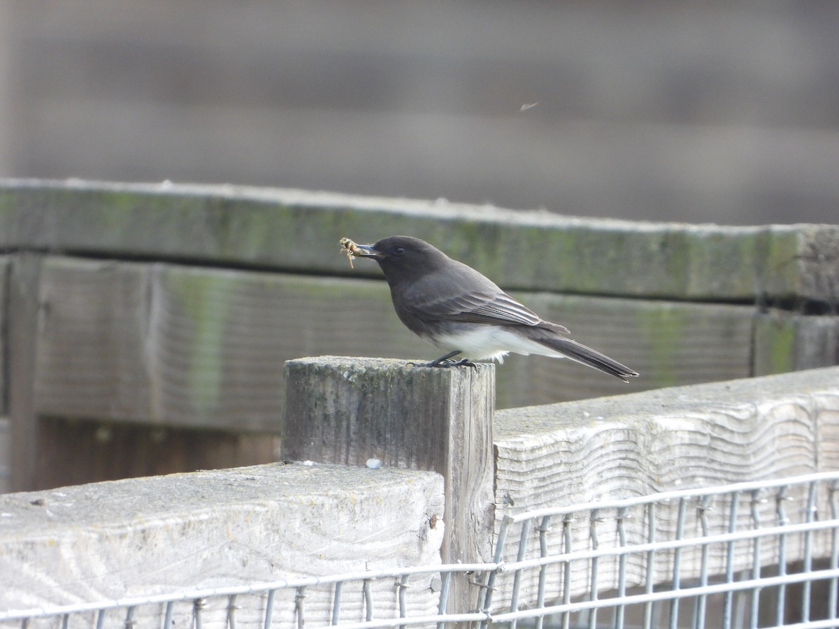 クロツキヒメハエトリ - ML646204965