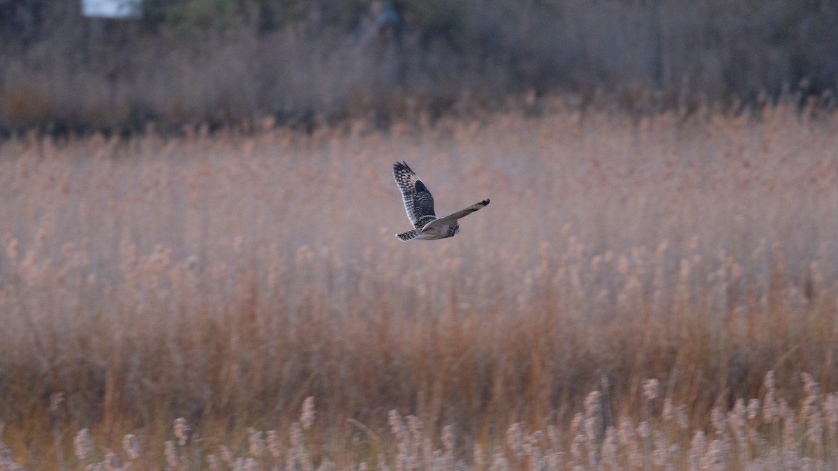 Short-eared Owl - ML646204968
