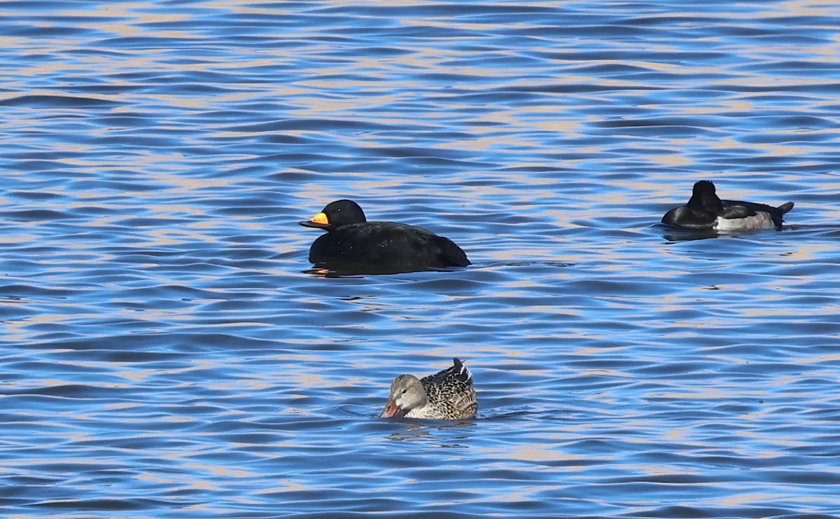 Black Scoter - ML646204982