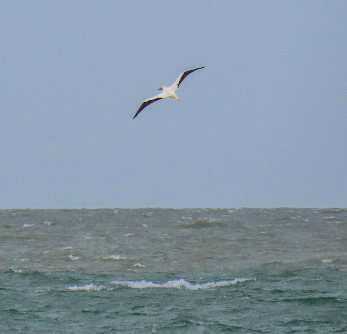 Сула червононога - ML646204986