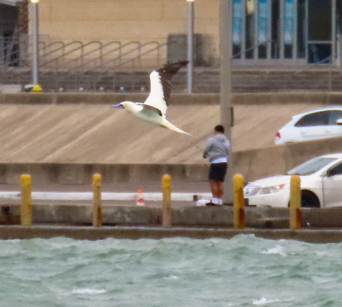 Сула червононога - ML646204988