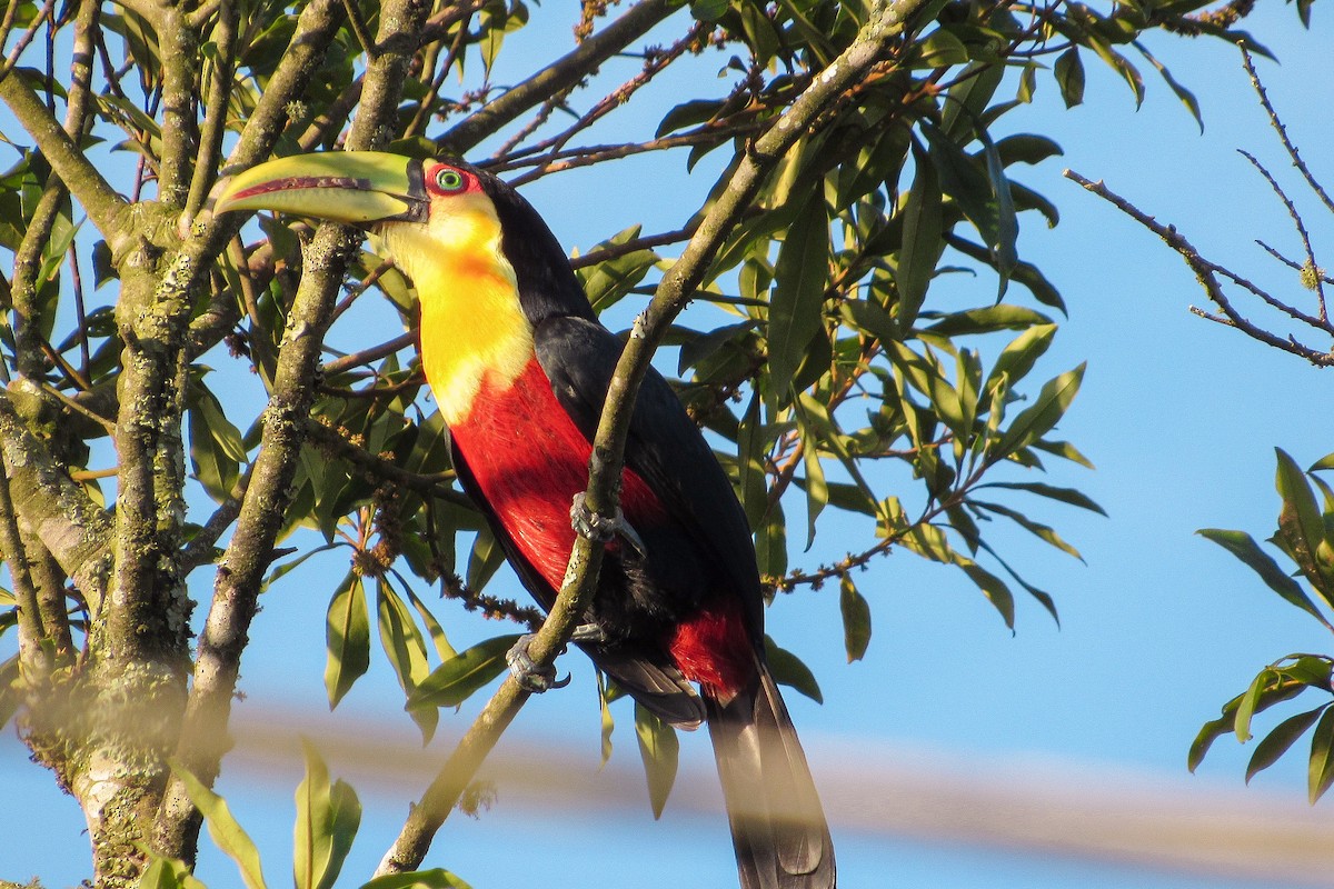 Red-breasted Toucan - ML646204991