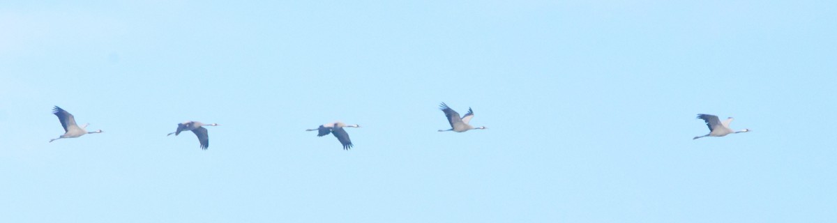 Common Crane - ML646204998