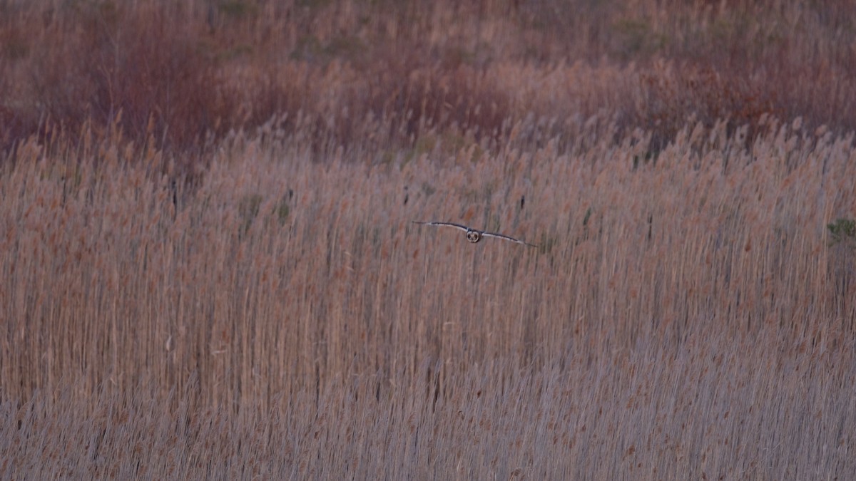 Short-eared Owl - ML646205004